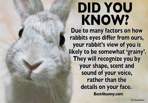 rabbit care advice rabbit facts bunny bunny cages