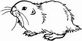 Prairie Dog Coloring Pages Drawing Sketch Step Clipart Animals Grasslands Young Paintingvalley Getdrawings Comments sketch template