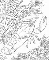 Coloring Pages Crawfish Crayfish Color Printable Ocean Colouring Adult Sheets Adults Colorpagesformom Book Choose Board Crawdad Sea Ausmalbild Printables Ausmalbilder sketch template