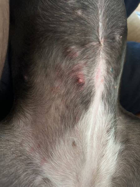 Swollen Nipple And Red Itchy Skin Vet Help Direct