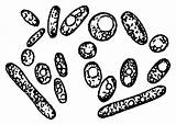 Yeast Clipart Cells Cliparts Clipground Sign Library sketch template