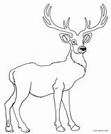 Deer Coloring Hirsch Cool2bkids Ausmalbild Ausdrucken Kostenlos Malvorlagen sketch template