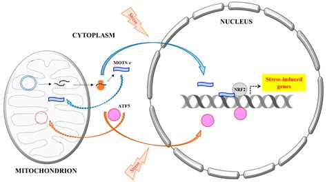 cells free full text a mitochondrial encoded messenger at the nucleus