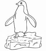 Pinguin sketch template