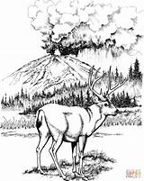 Coloring Deer Mule Pages National Park Printable Lassen Volcanic Color Print Version Clipart Detailed Burning Wood Patterns Adult Library Animals sketch template