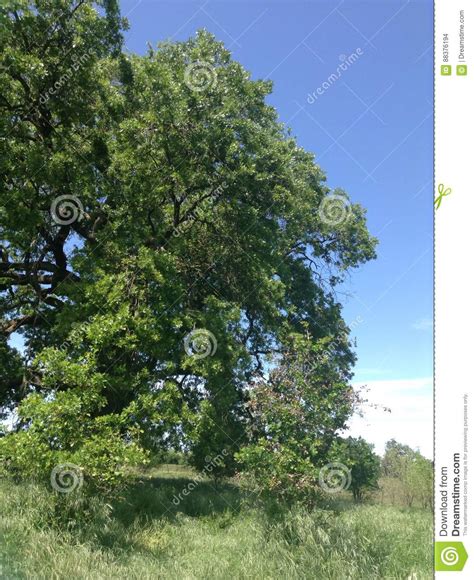 big oak stock photo image  beautiful takes grass