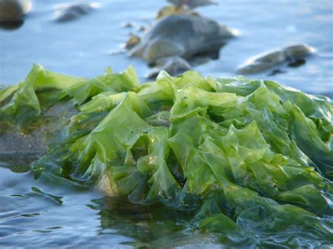 seaweeds benefit