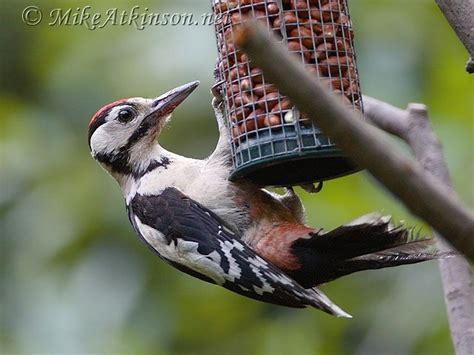 details great spotted woodpecker birdguides