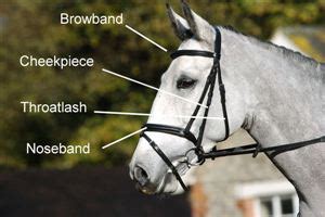 parts   bridle  horse
