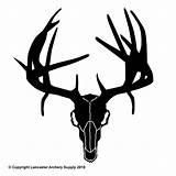 Deer Skull Logo Clipart Silhouette Buck Non Decals Typical Clip Stencil Cliparts Skulls Animal Outdoor Transparent Logos Decal Hunting Antlers sketch template