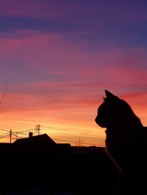 cat  front  sunset sunset cat catsilhouette beautiful