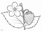Strawberry Coloring Drawing Plant Pages Kids Printable Color Getcolorings Drawings Getdrawings Paintingvalley sketch template