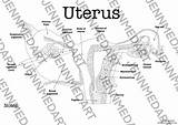 Uterus Labeled Jennifer Medical Contact Shop sketch template
