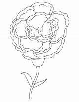Carnation Coloring Printable Getcolorings Color Pages sketch template