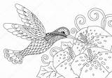 Colibri Zentangle Oiseau Adulte Humming Coloration Peints Papiers sketch template