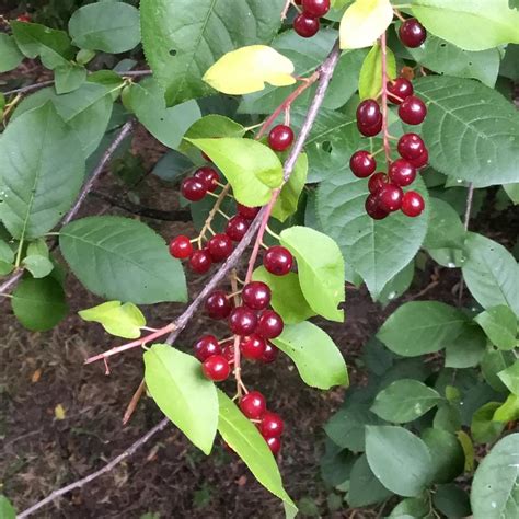 tree  red berries   yard   plant id forum gardenorg