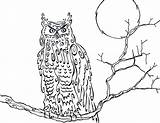 Owl Horned Great Coloring Snowy Cartoon Printable Getcolorings Pages Library Clipart Popular Line sketch template