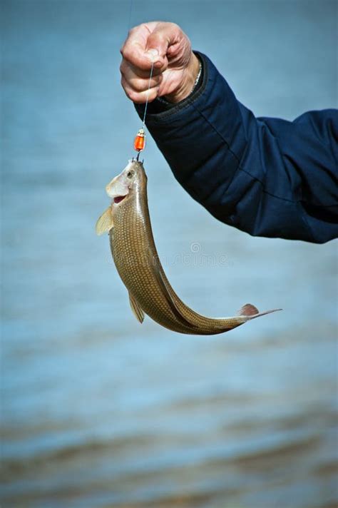 catching  fish stock image image  leisure freshwater