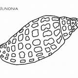 Junonia Generic sketch template