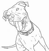 Pitbull Coloring Drawing Pages Cute Baby Dog Printable Puppy Staffy Dogs Pit Bull Clipart Puppies Coloringhome Bully American Print Pngkey sketch template