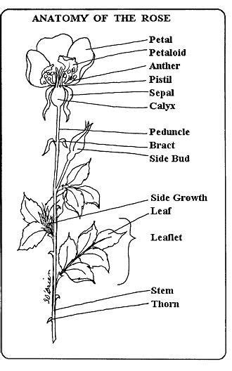 pin  ose otter   anatomy   ose flower anatomy rose seeds flower structure