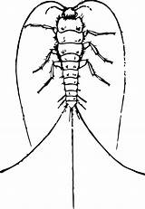 Insects Silverfish Cc0 sketch template