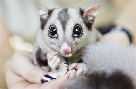 marsupiaux  adorables creatures dont vous allez faire la connaissance