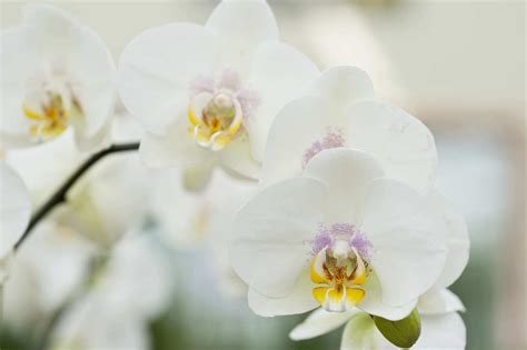 voor elke orchidee het juiste substraat dcm
