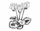 Cyclamen Coloringcrew Coloring sketch template