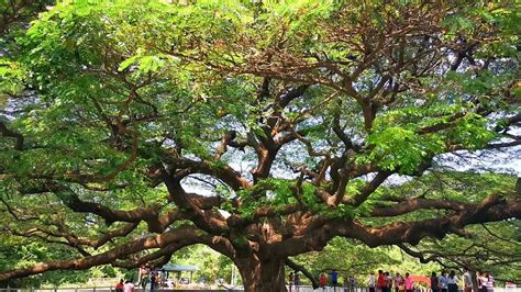 giant raintree  kanchanaburi youtube