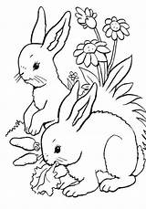 Iepurasi Colorat Rabbits Conejos Desene sketch template