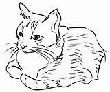 Cat Clipart Linedrawing Coloring Vector Clip 1001freedownloads Publicdomains Openclipart Curled Pages Sketch Animals Domain Public Cats Complaint Dmca Favorite sketch template