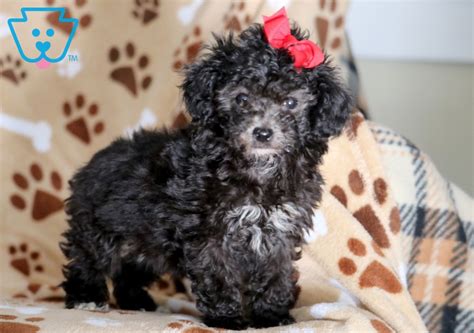 tizzy toy poodle puppy  sale keystone puppies