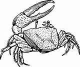 Crab Fiddler Clipart Creazilla Animals Sea Cartoon Line sketch template