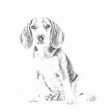 Beagle Realistic sketch template