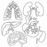 Coloring Organs Human Heart Lungs Kidneys Brain Liver Set Vector Illustration sketch template