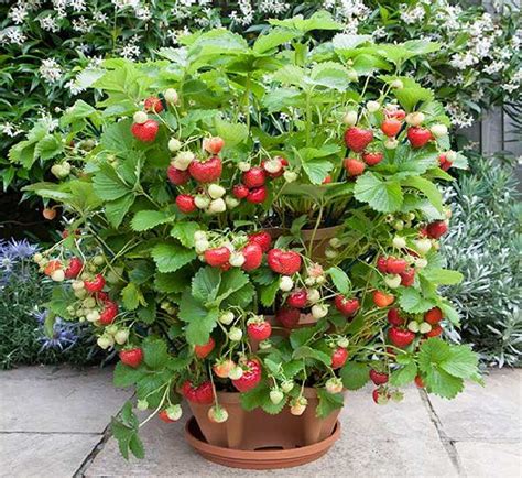 berries  grow  containers balcony garden web