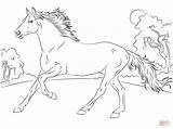 Horse Coloring Pages Running Arabian Ausmalbild Araber Printable Color Sheet sketch template