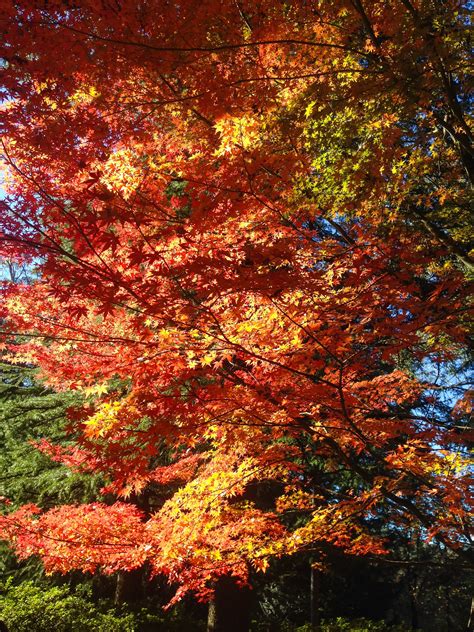 day trip to mt wilson sydney by gigi gmv