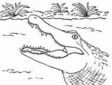 Alligator Coloring Pages Crocodile Printable Drawing Template Line Samanthasbell Getdrawings Reference sketch template