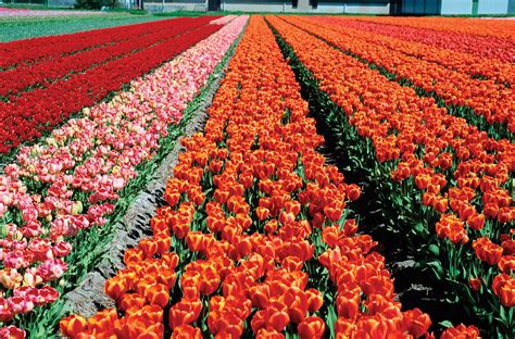 lisse flower fields tulip gardens keukenhof britannica