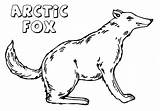 Fox Arctic Coloring Pages Animal sketch template