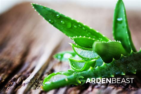 Complete Guide To Aloe Vera How To Grow And Care For Aloe