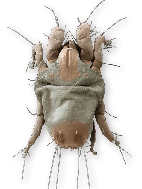 dust mites pictures adult pest hacks
