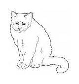 Coloring Pages Burmese Cats sketch template