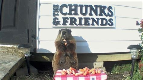 man finds groundhog eating all his crops and decides to build him his