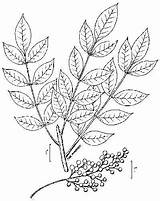 Poison Sumac Ivy Drawing Vernix Toxicodendron Leaf Helpful Illustrated Guide Tattoo Plant Poisonous Plants Drawings Getdrawings Create sketch template