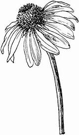 Echinacea Coneflower Drawings Blomster Sketches Purpurea Coneflowers Tegning Supercoloring Designlooter Noir Clipart Outline Plant Hibiscus Kunst Tegnede Malede Plante Skitser sketch template