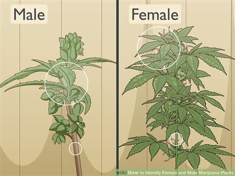 Male Vs Female Cannabis Plant How To Identify Female And