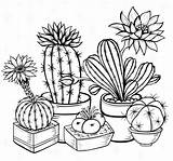 Cacti Recolor Succulents Adults sketch template